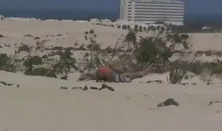 بالغ فوق العاده مودار نشان دادن و دانلود سکس از پشت باز کردن بیدمشک